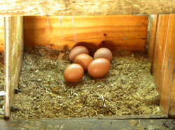 HUEVOS FRESCOS
