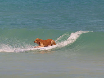Unleashed by Petco Surf Competition