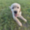 Golden Retriever breeding in Michigan