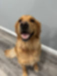 Honey Golden Retriever dam