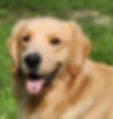 Light Golden Retriever sire