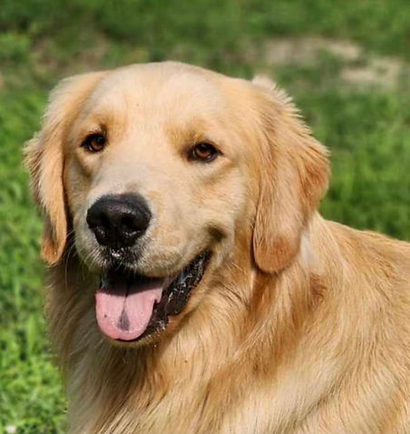 Light Golden Retriever sire