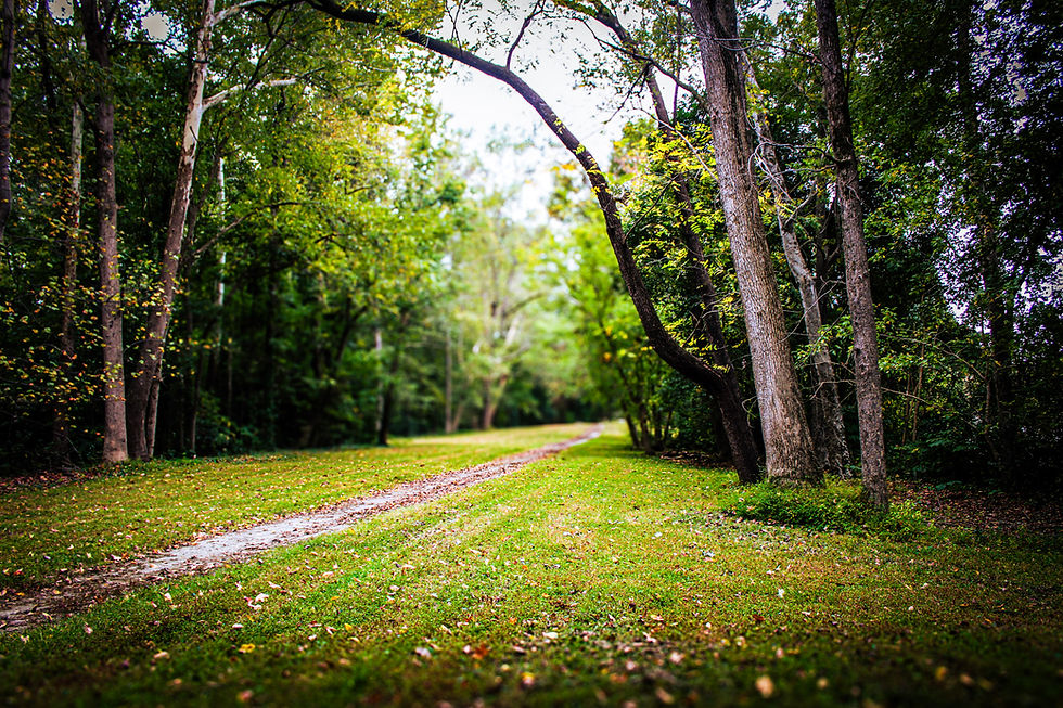 Peaceful Photo Taken Of Serene Setting In The Woods