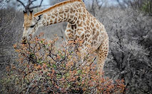 Giraffe Eating Tree