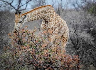Giraffe Eating Tree