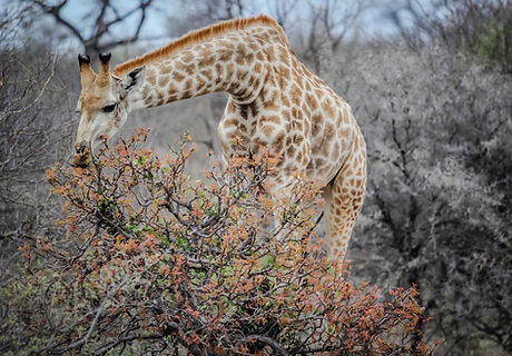 Giraffe Eating Tree