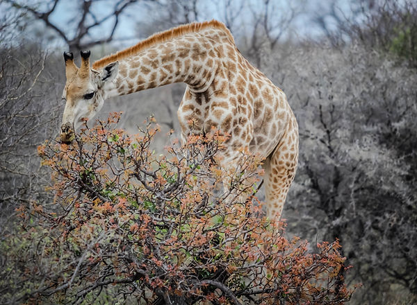 Giraffe Eating Tree