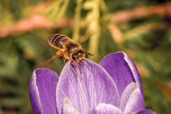 close-up-of-beautiful-purple-crocus-vernus-flower-with-bee