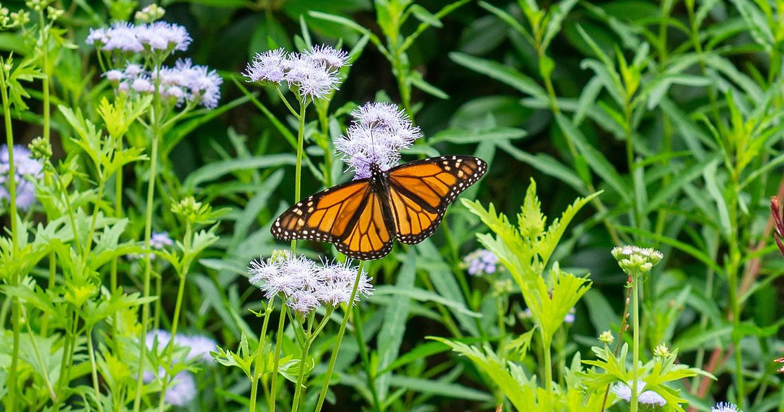 mist flower butterfly.jpg