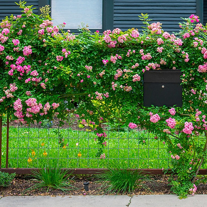 Peggy Martin Rose Vine.jpeg