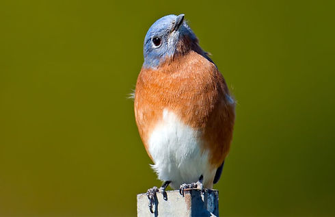 Bluebird looking sideways on post