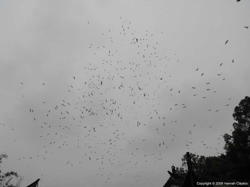 Flock of birds.