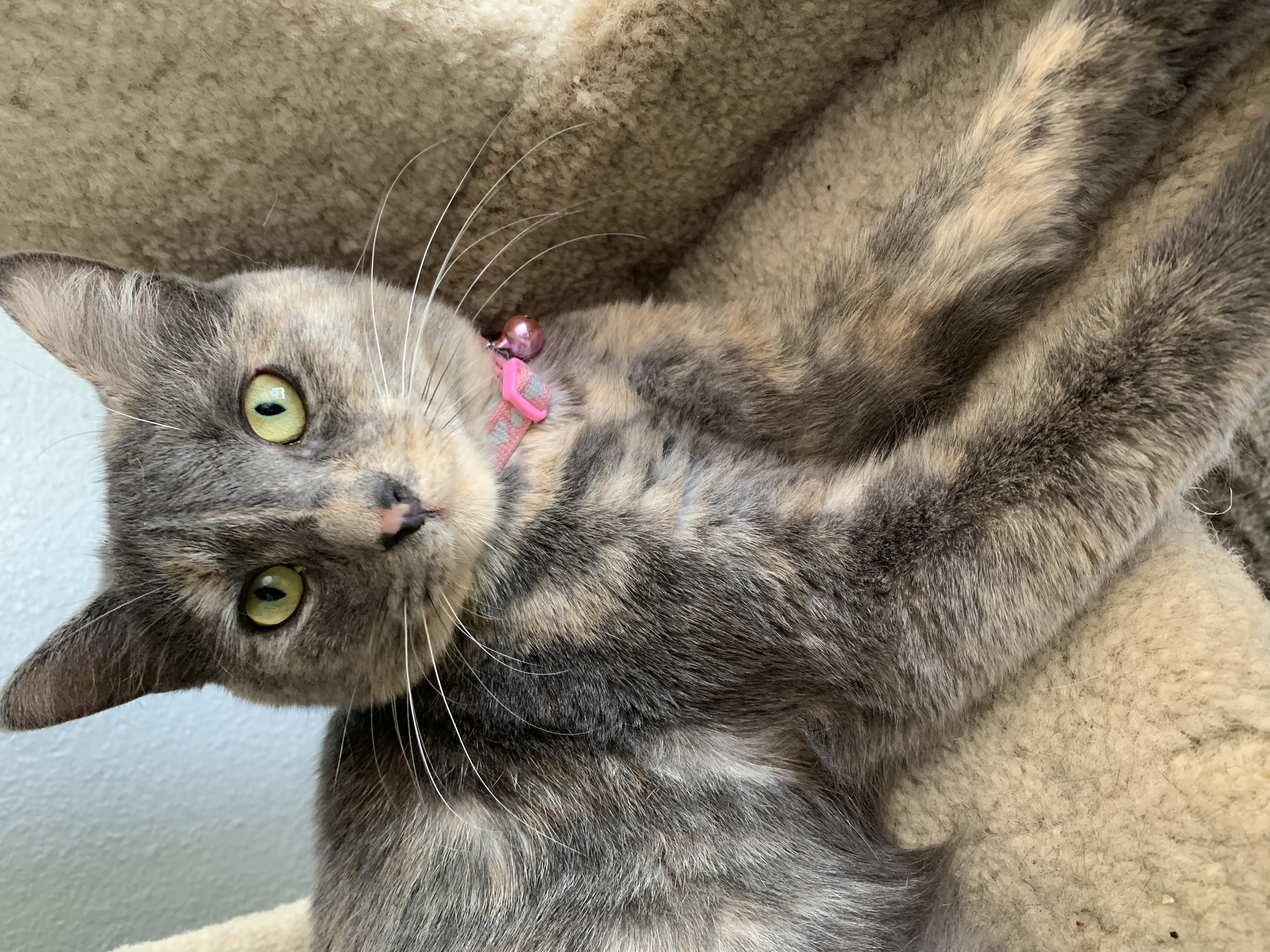 Cat Rescue Weatherford Whiskers Weatherford Tx