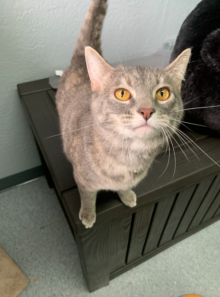 Cat Rescue Weatherford Whiskers Weatherford Tx