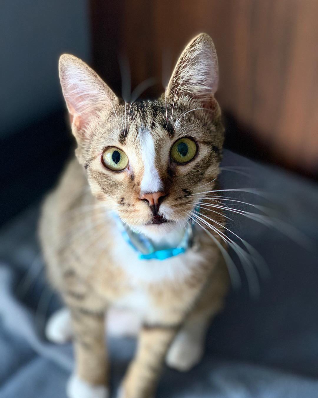 Cat Rescue Weatherford Whiskers Weatherford Tx