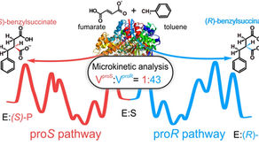 Unravelling the Enantioselective Mechanism of Benzylsuccinate Synthase - finally published