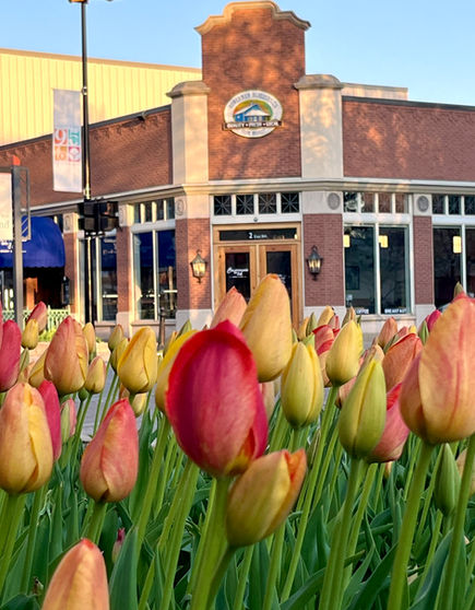 Bowerman's on 8th: Tulips in front of brick building