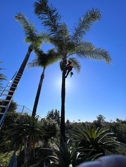 Tree Care