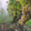 Chenin blanc du Domaine Annivy, Dampierre-sur-Loire