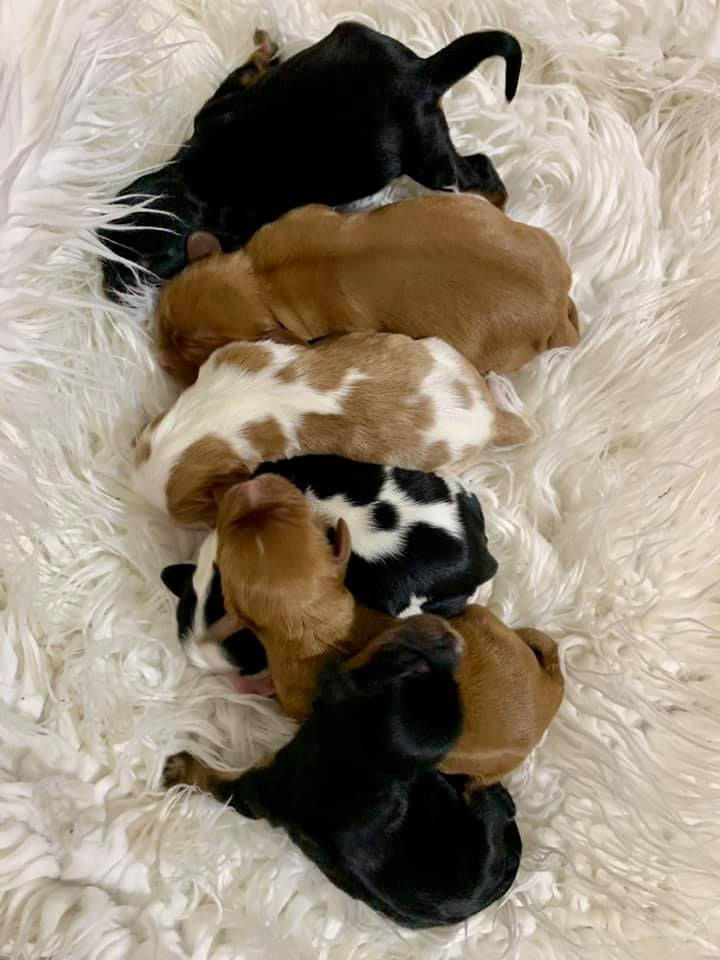 Previous Puppies ster's Kennels