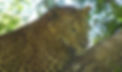Leoparden-Portrait: Ruhiger Blick von oben
