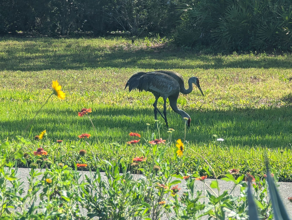 Sandhill cranes on the lawn of a revitalized Gator Creek estate landscape in Sarasota, Florida