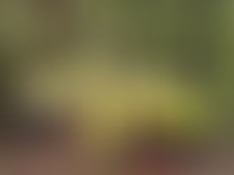 Missão do Consórcio Amazônia Legal fortalece cooperação internacional e acompanha expansão da UWC Costa Rica