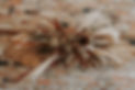 1D9A3760.JPG