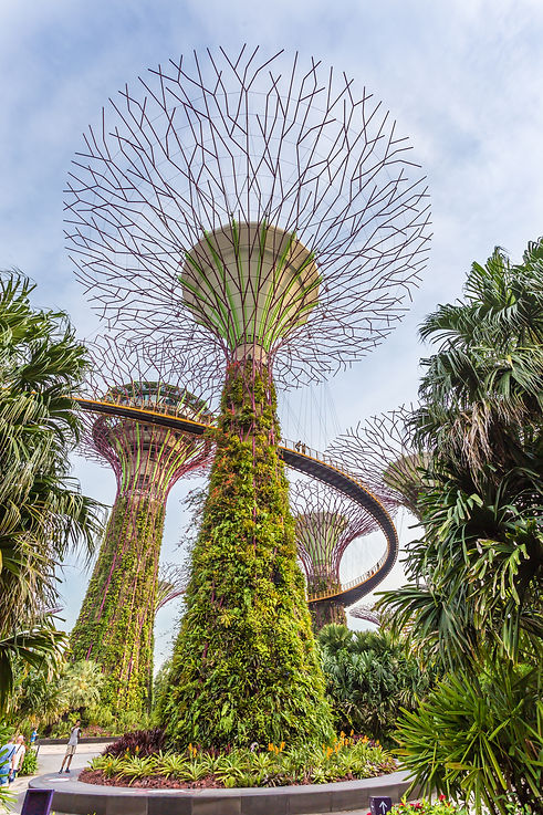 supertrees-gardens-by-bay-close-up-aerial-view-botanical-garden.jpg