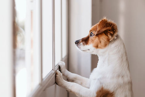 dog-looks-out-window--1024x683.jpg
