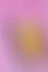 קמח סולת חיטה