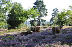 Gibbet Hill & Devil's Punchbowl