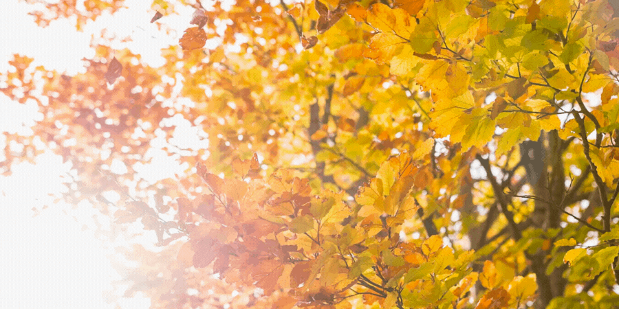 fall newsletter from Coastal Orthopedics