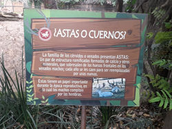 Dato curioso