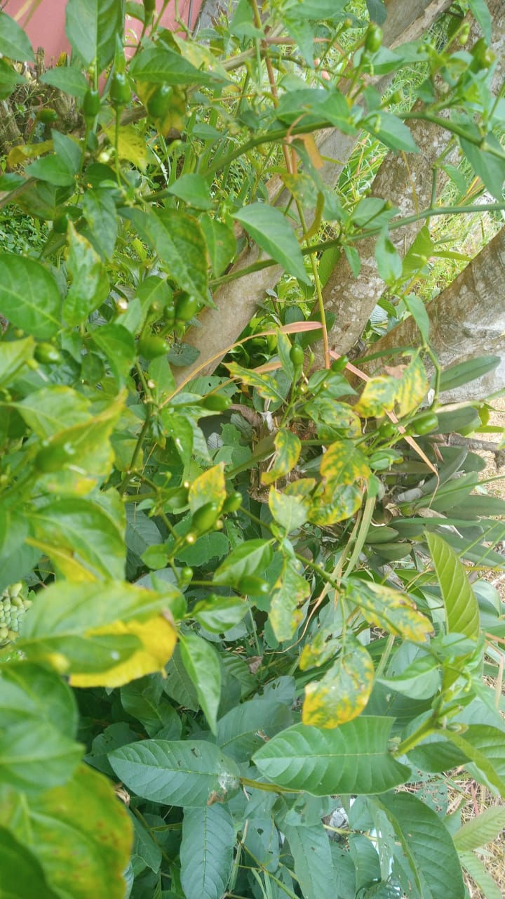 Chiltepin