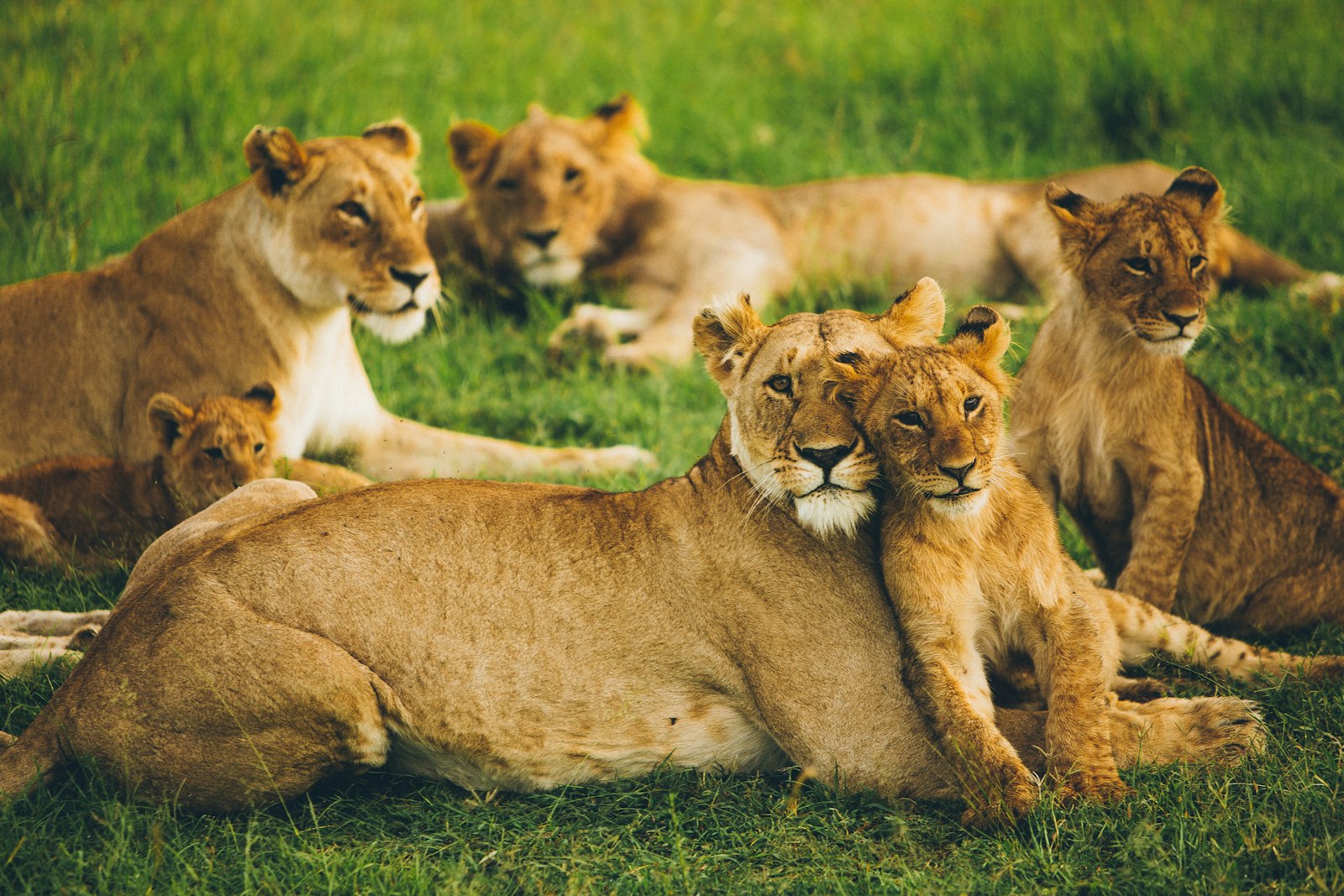 Wildlife safaris travel inspiration