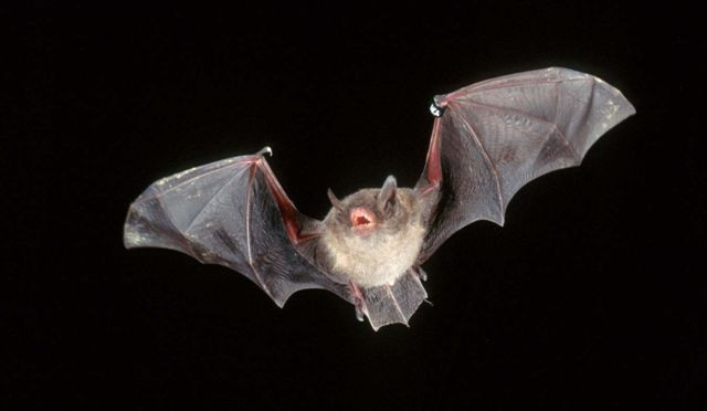 Bat Surveys