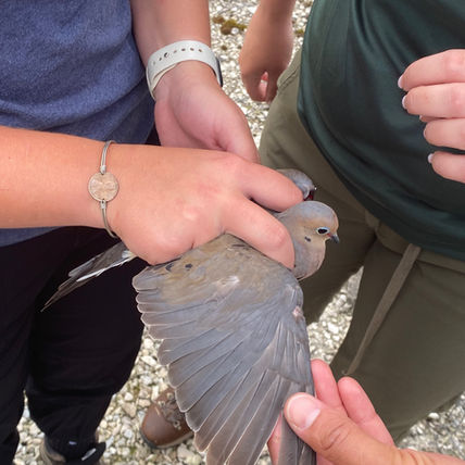 Doves, Dragonflies, and Frogs (Oh my!)
