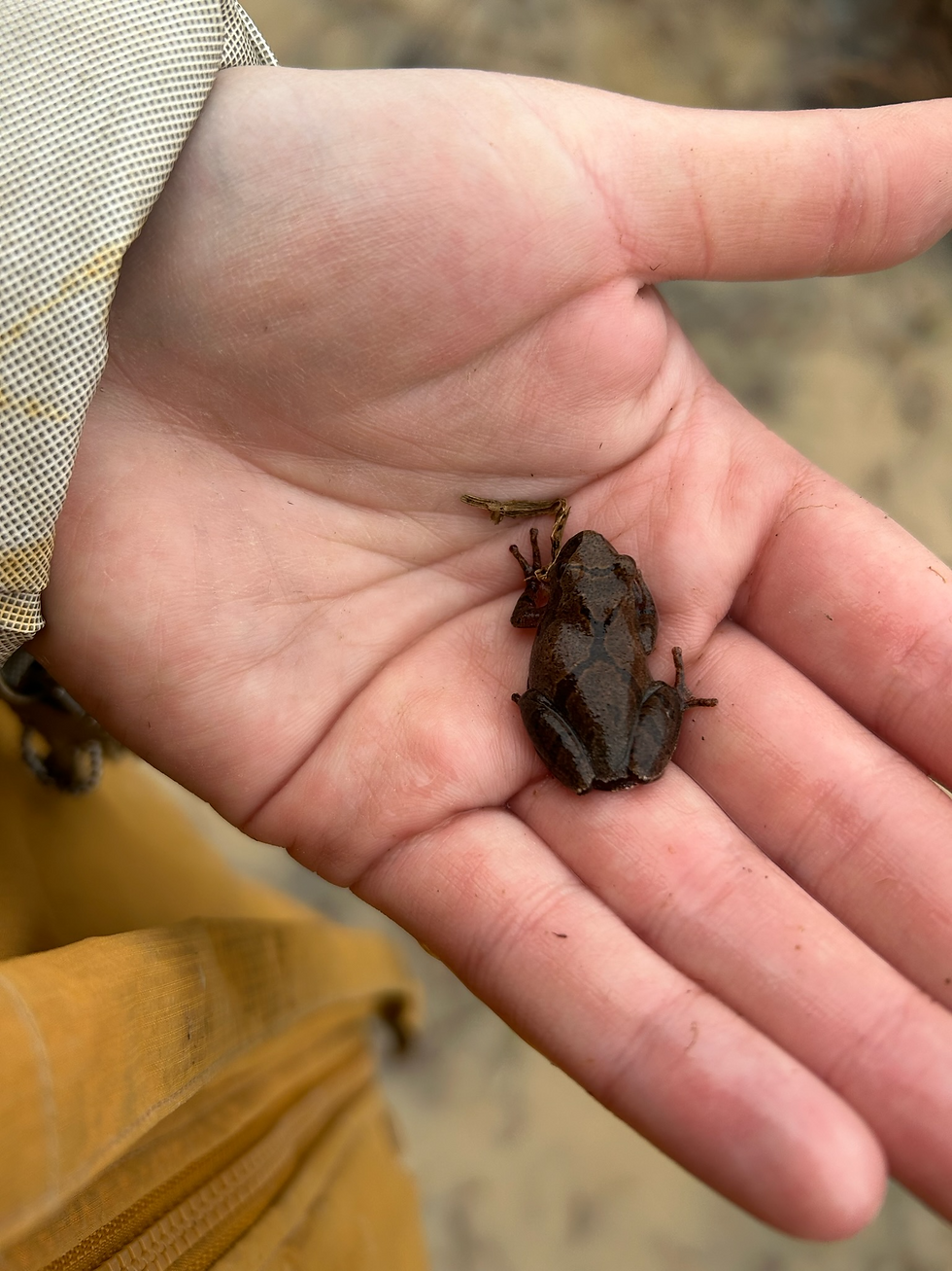 A small brown frog with a dark X pattern on its back