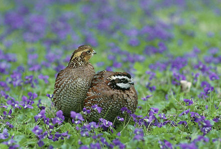 two quails laying down in a patch of purple flowers