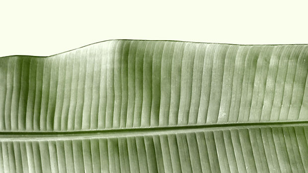 Leaf