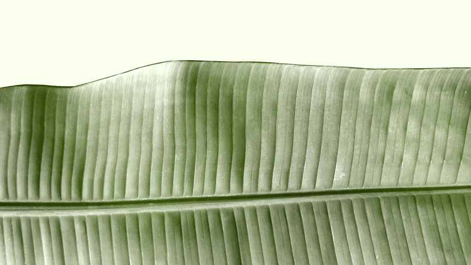 Leaf