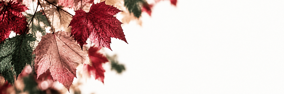 Burgundy Leaves.png