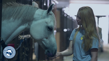 Meet an Arabian Horse Month is Coming this May!