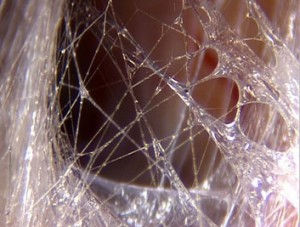 What Is Fascia?