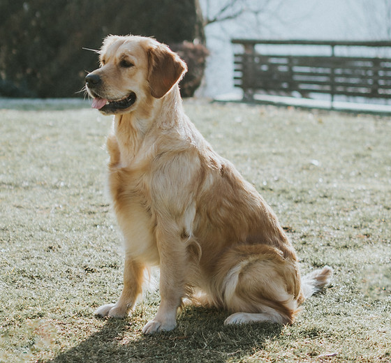 Maggie