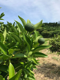 日向夏畑
