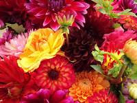 Des fleurs colorées / Coloured Flowers