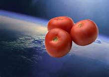 Des tomates extraterrestres / Space Tomatoes