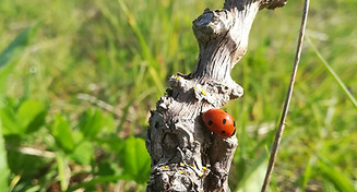 A joaninha na vinha é um símbolo da sustentabilidade dos solos e da produção biológica